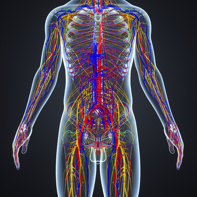 circulatory and lymphatic system