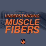 MUSCLE FIBERS