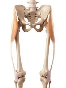 Understanding Tensor Fasciae Latae (TFL) 3 TFL