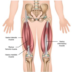 quad muscles: Rectus femoris
