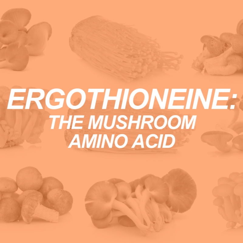 Ergothioneine: The Mushroom’s Mighty Amino Acid 2 ERG