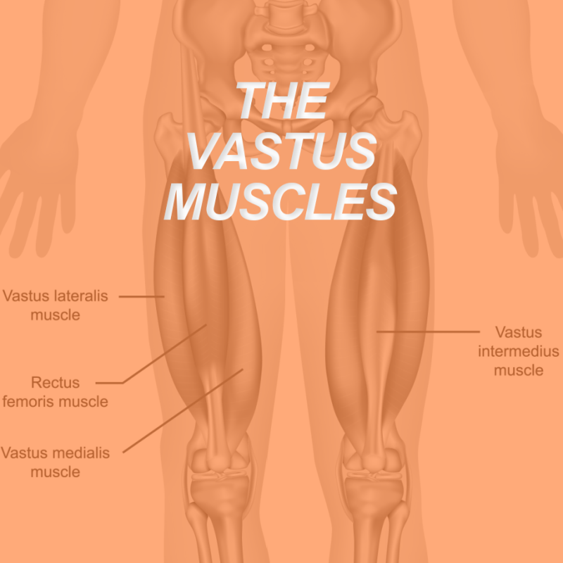 VASTUS MUSCLES