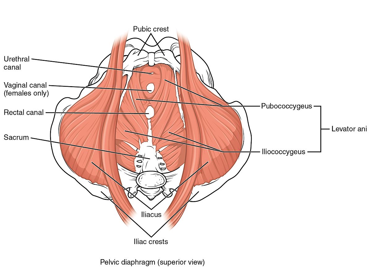 Pelvic Floor muscles