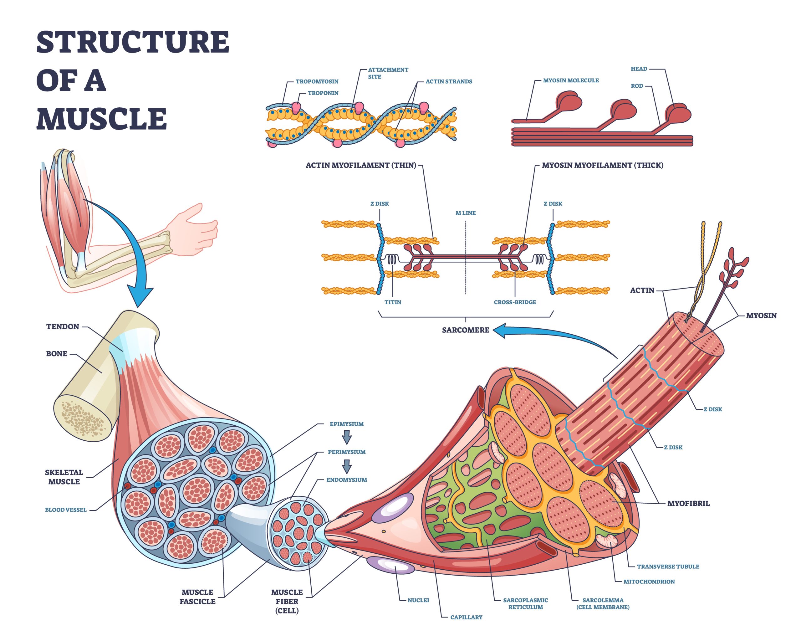 muscle cell hypertrophy