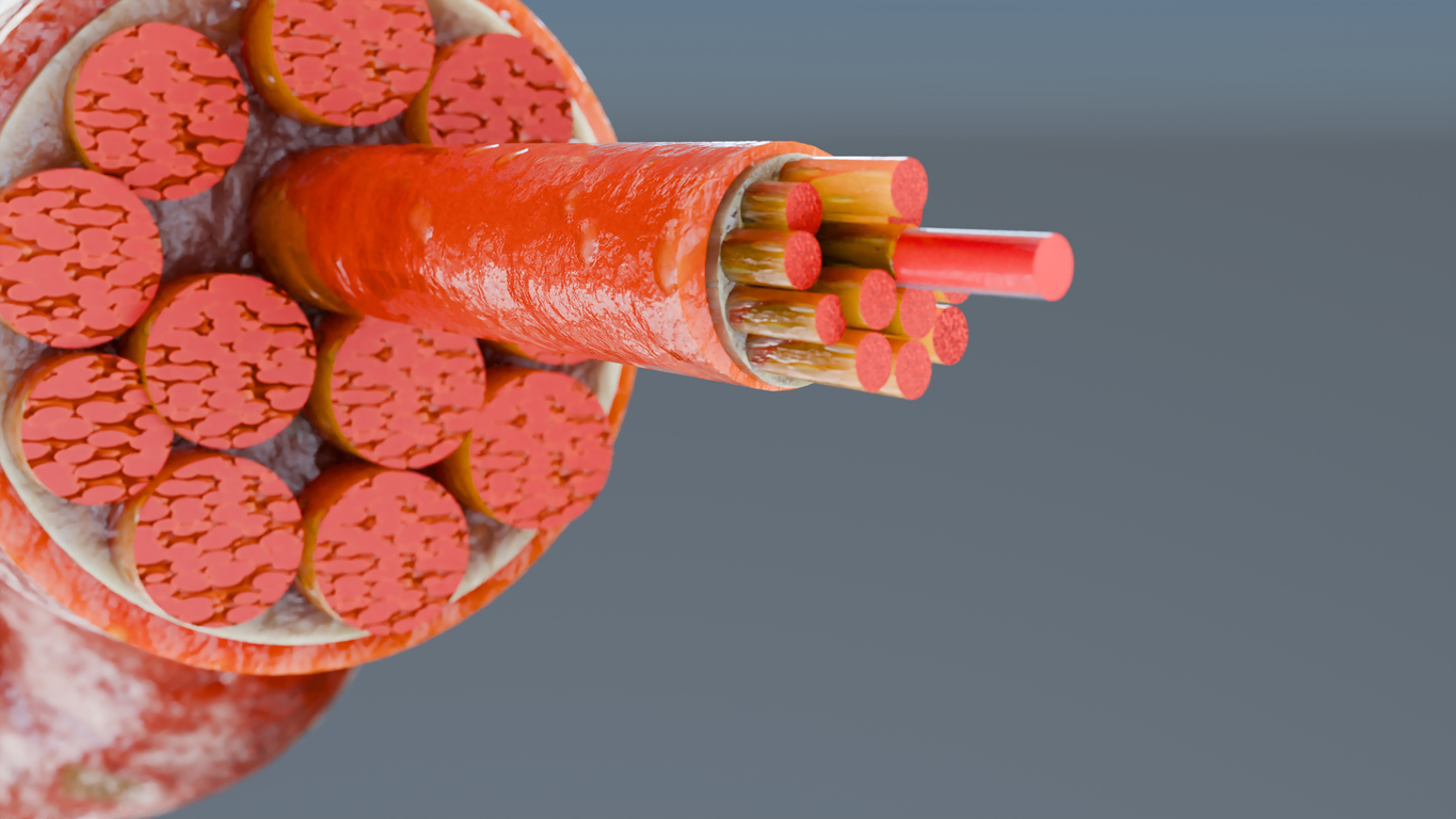 Involving the Whole Muscle Cell in Holistic Training