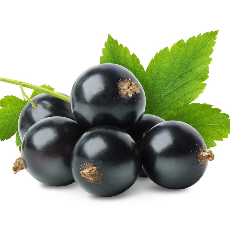 Uncovering the Wellness Potential of New Zealand Black Currant 2 iStock 1180217656