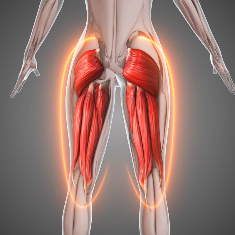 Crafting a Better Backside: Understanding Anatomy for Strength-Training the Glutes 2 iStock 2160534825
