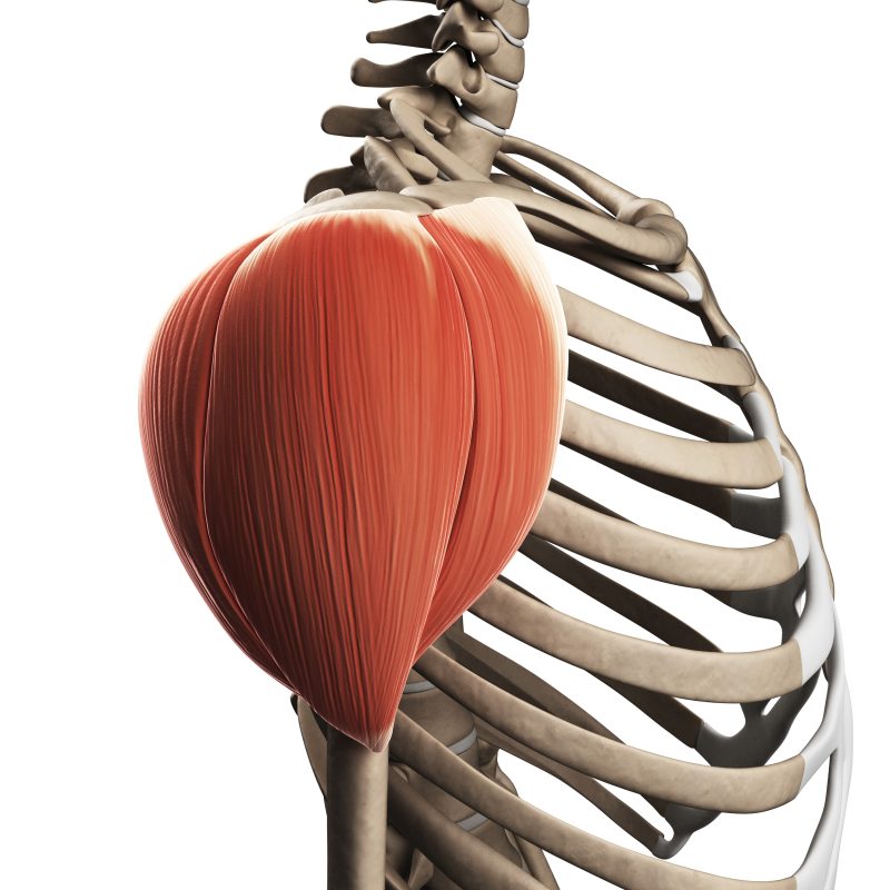 Delving Into Deltoid Training 2 iStock 475658405