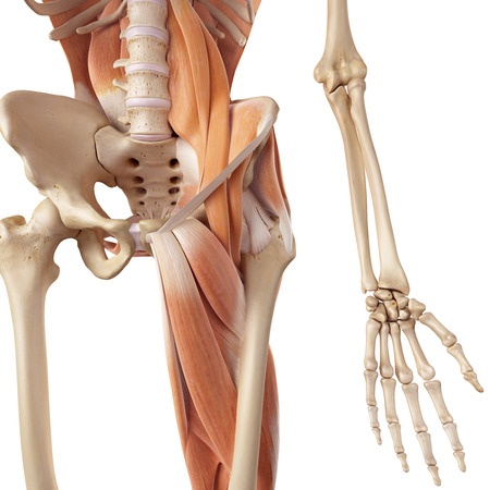 hip flexor muscles diagram