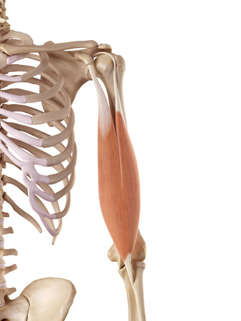 Maximizing Biceps Muscle Exercises 2 biceps
