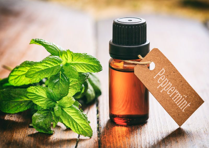 Peppermint and oil