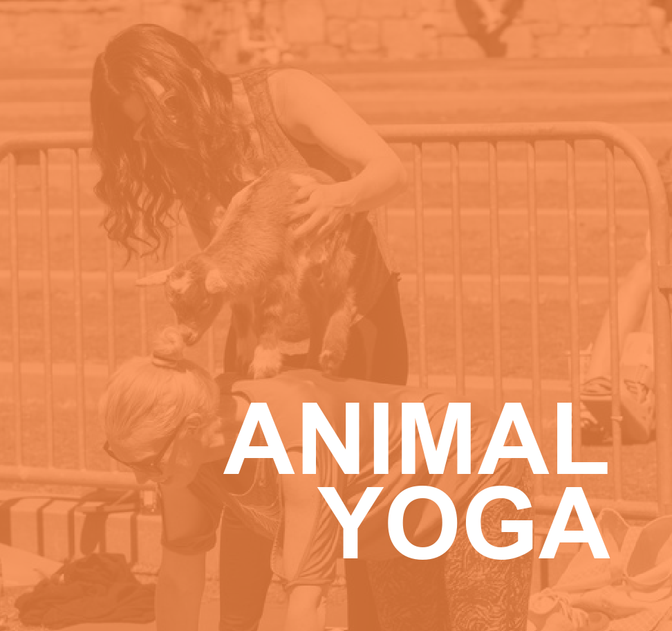 Animal Yoga: Why Everyone Should Try It 2 ANIMAL YOGA