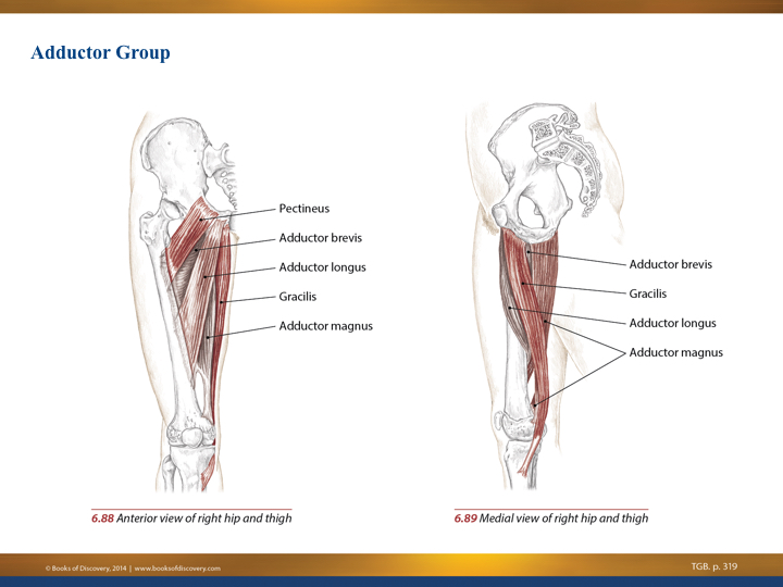 Hip Adductors: Anatomy and Exercises 5 adductors