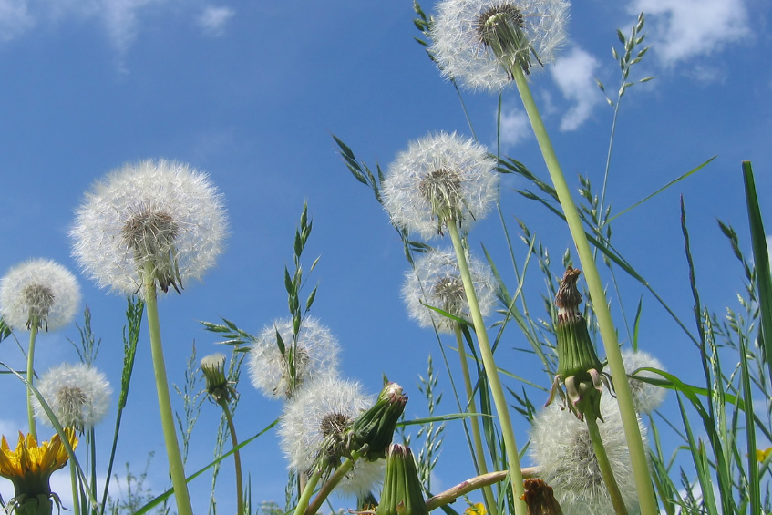 Keep Fitness Clients Active Through Allergy Season and Year Round 2 Allergy Dandelion Feature