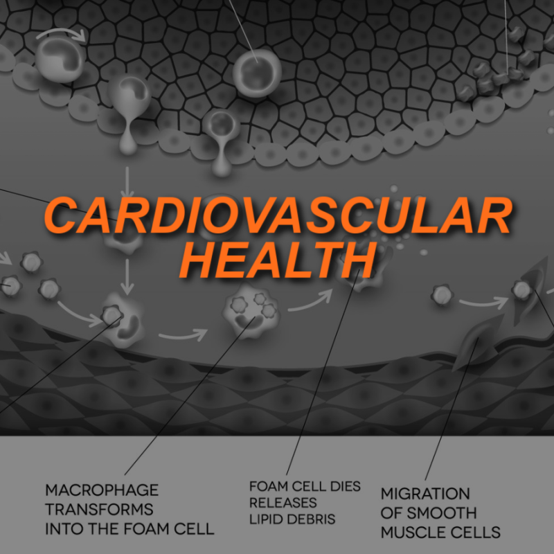 Cardiovascular Health and Fitness 2 CARDIOVASCULAR FEATURED1