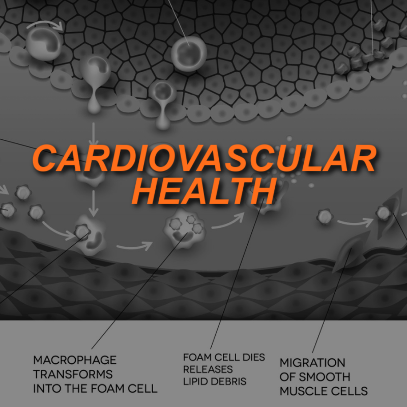 CARDIOVASCULAR FEATURED1