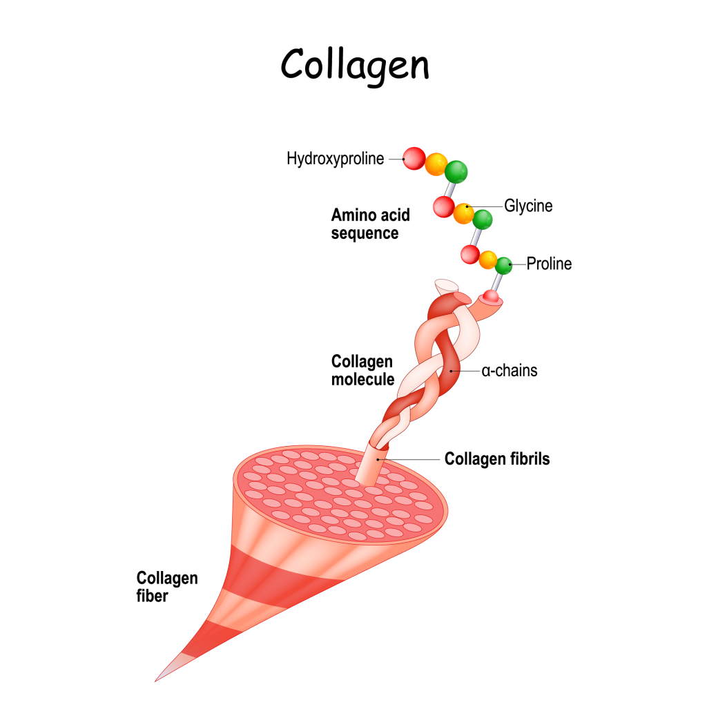 5 types of collagen vrogue co