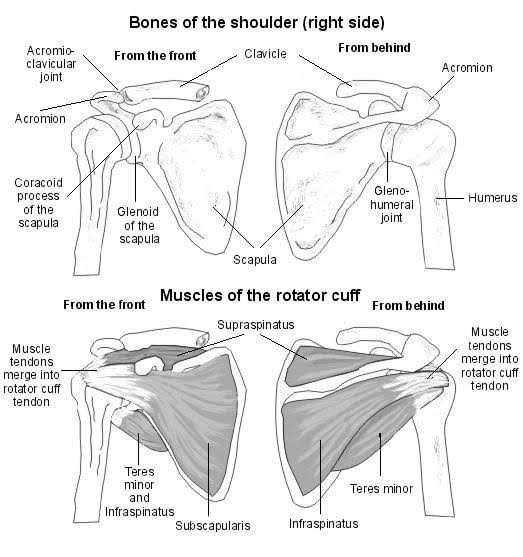 Shoulder Anatomy Diagram : Anatomy of the Rotator Cuff - Assessment | biopsychology | comparative | cognitive | developmental | language | individual differences | personality | philosophy | social | methods | statistics | clinical | educational | industrial | professional items | world psychology |.