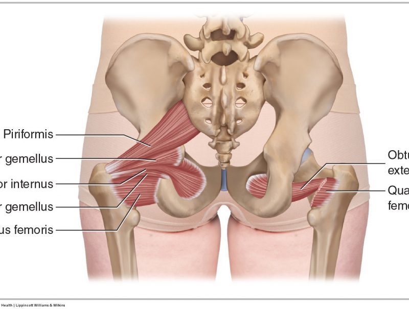 Deep Lateral Rotator Group Of The Hip Joint Posterior View 1024x605 (1)