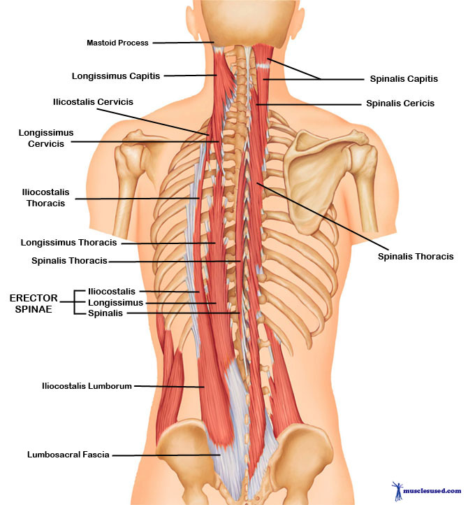 The Intrinsic Muscles of the Back: Getting the Musculature of the Spine  Straight