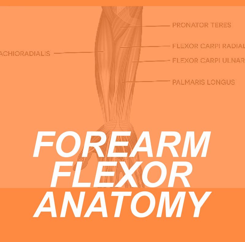 FLEXOR ANATOMY