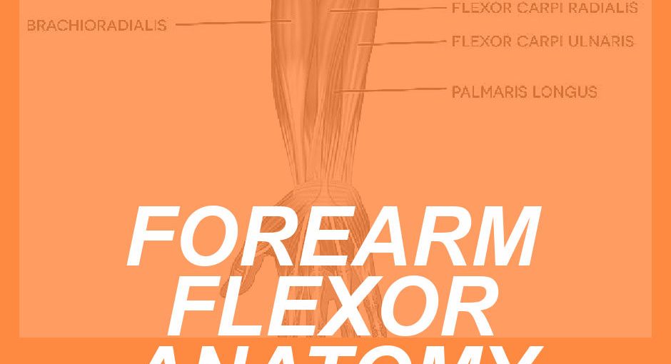 FLEXOR ANATOMY