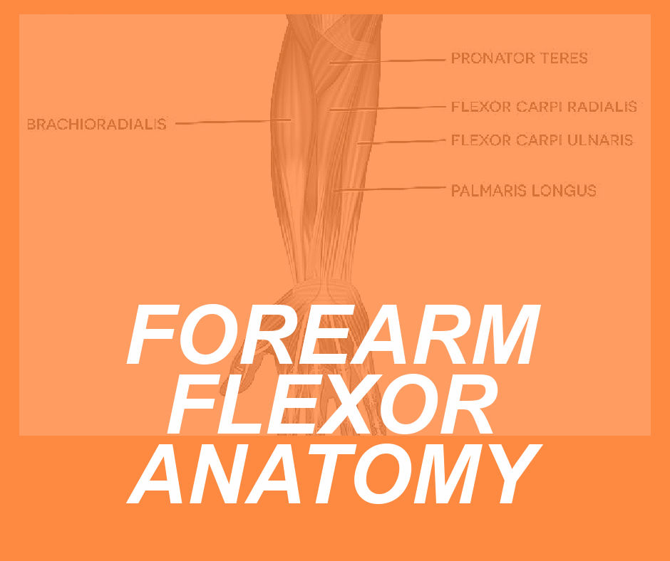 FLEXOR ANATOMY