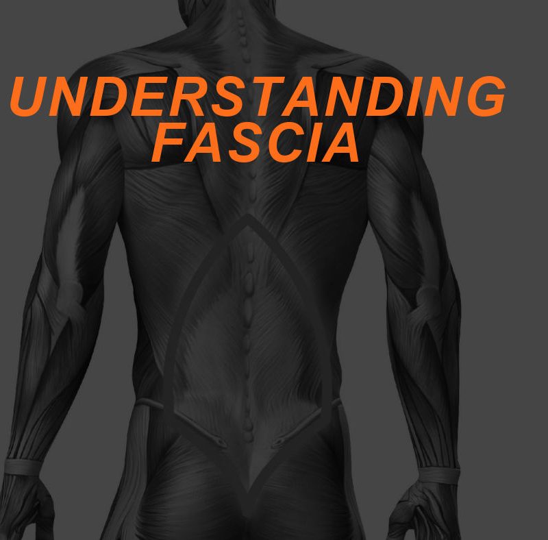 Understanding Connective Tissue: Fascia and Programming for Integration 2 Featured Image FASCIA