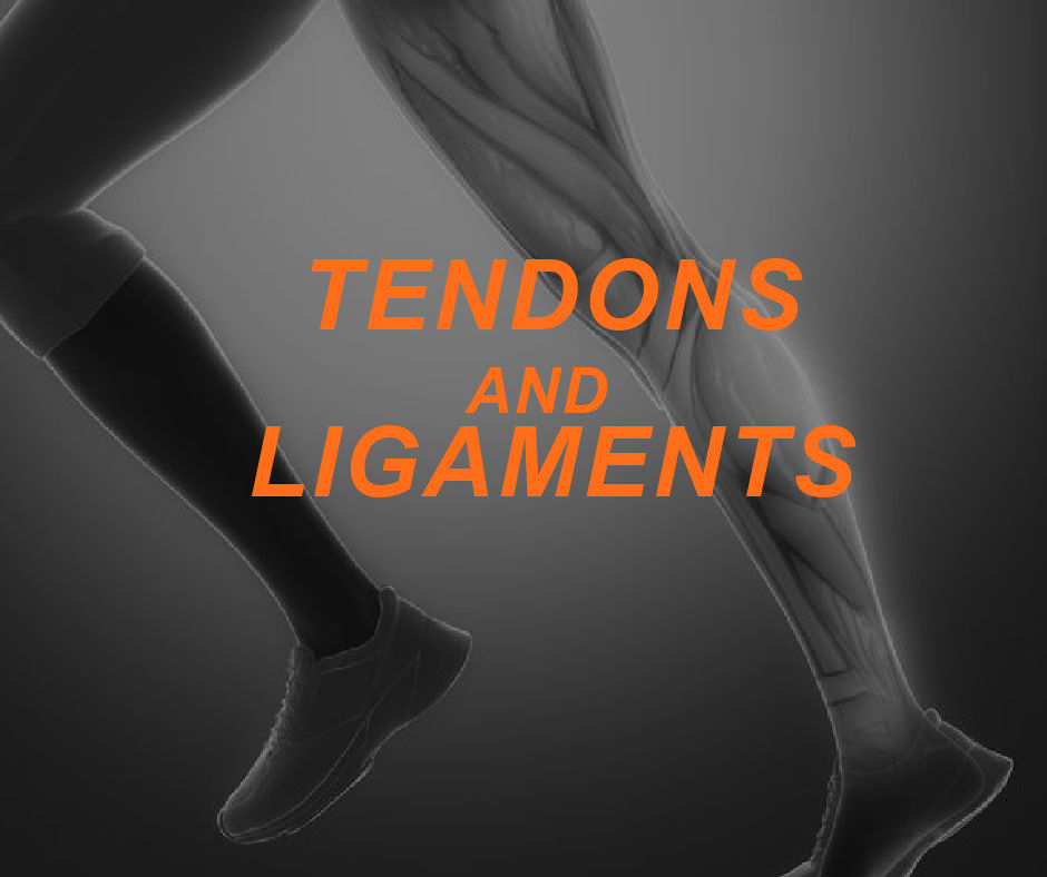 Featured Image TENDONS AND LIGAMENTS