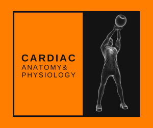 Featured Image Cardiac A&P