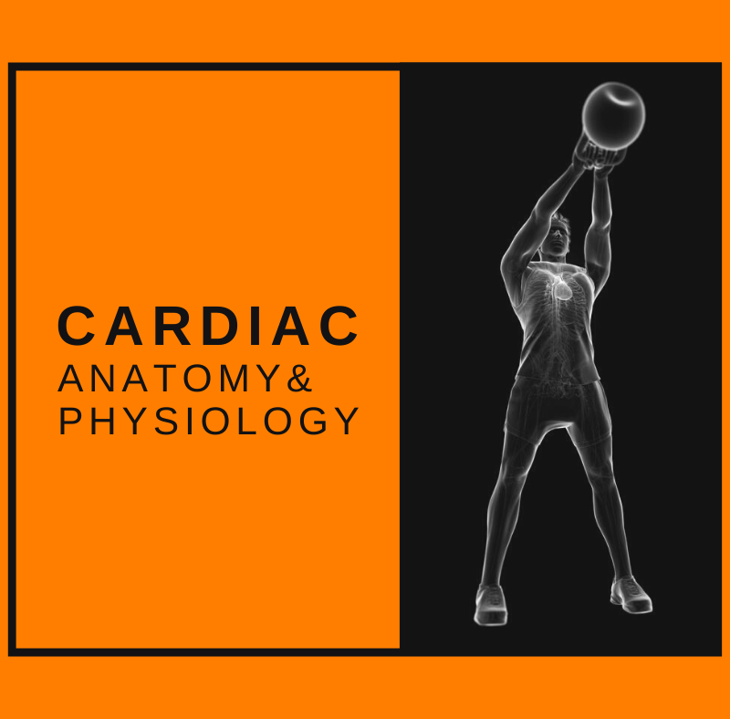 The Human Heart: Basic Cardiac Anatomy and Physiology for the Personal Trainer 2 Featured Image Cardiac A&P