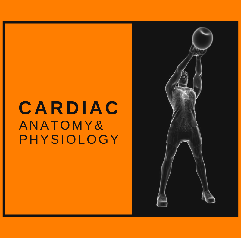 Featured Image Cardiac A&P