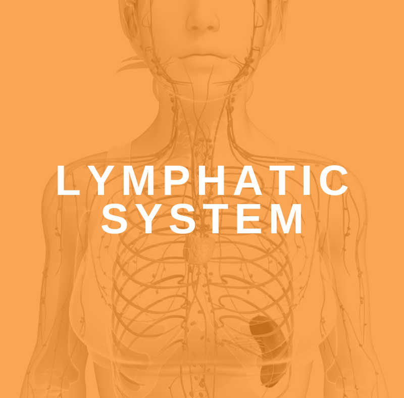 Featured Image Lymphatic System