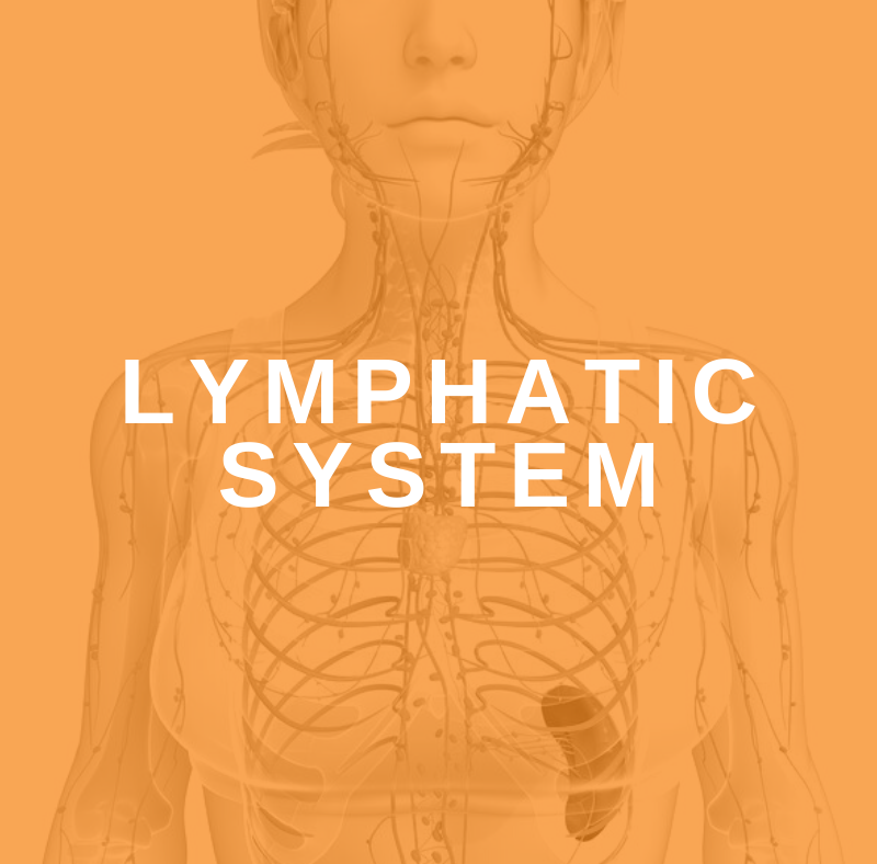 The Lymphatic System: Tuning the Other Half of a Client's Circulatory System 2 Featured Image Lymphatic System