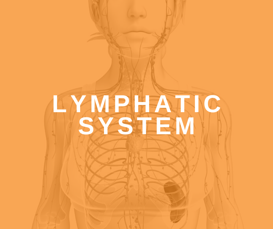 Featured Image Lymphatic System