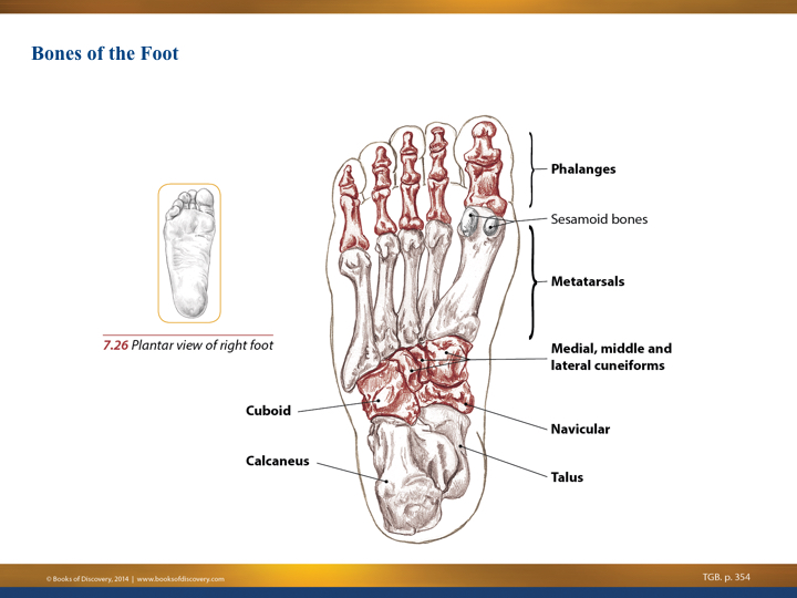 Understanding the Tibialis Posterior Muscle 2 foot
