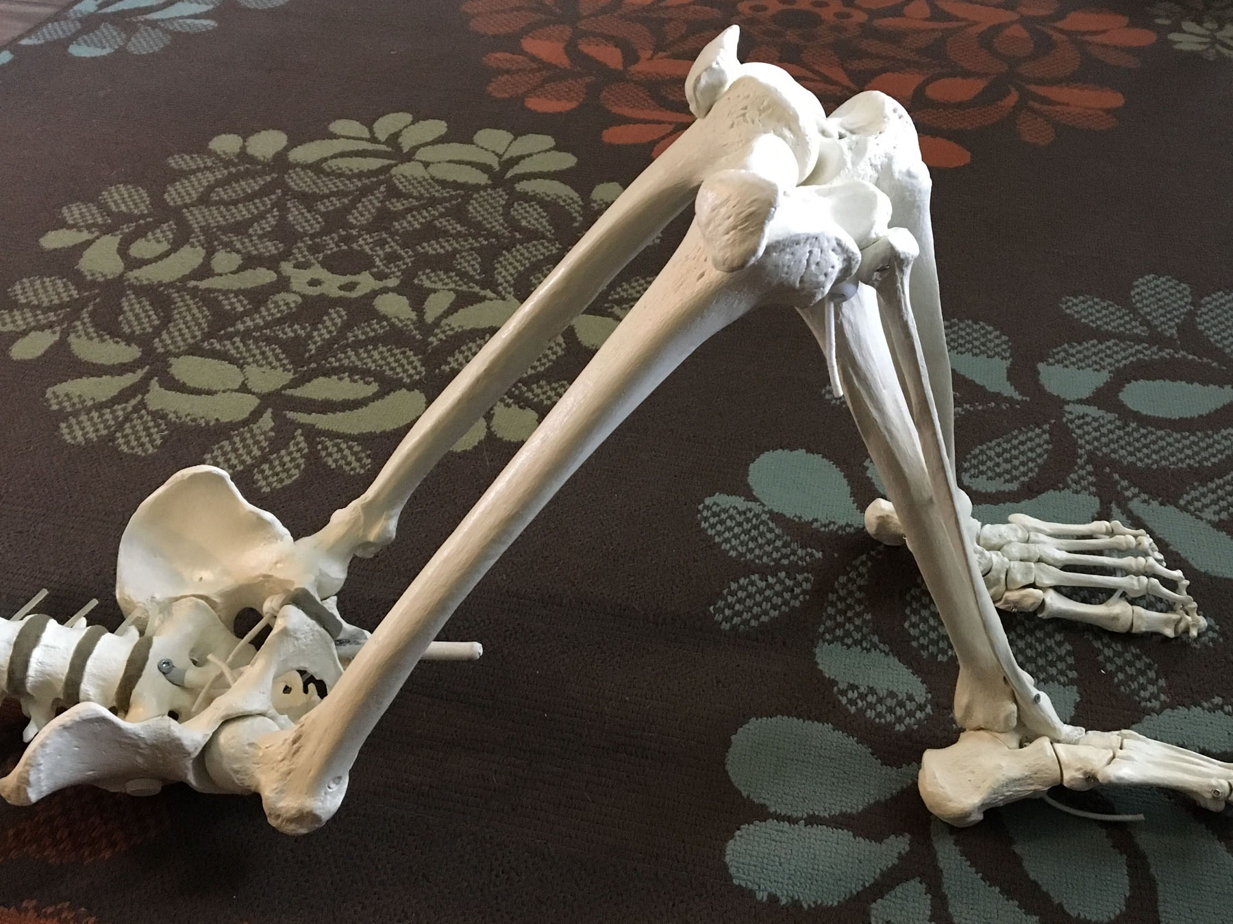 understanding hip flexion