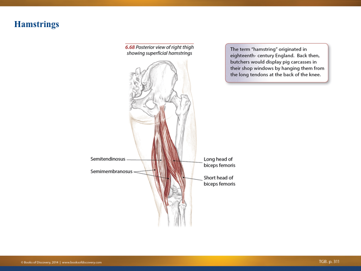 You Have Nine Hamstring Muscles 7 hamstrings