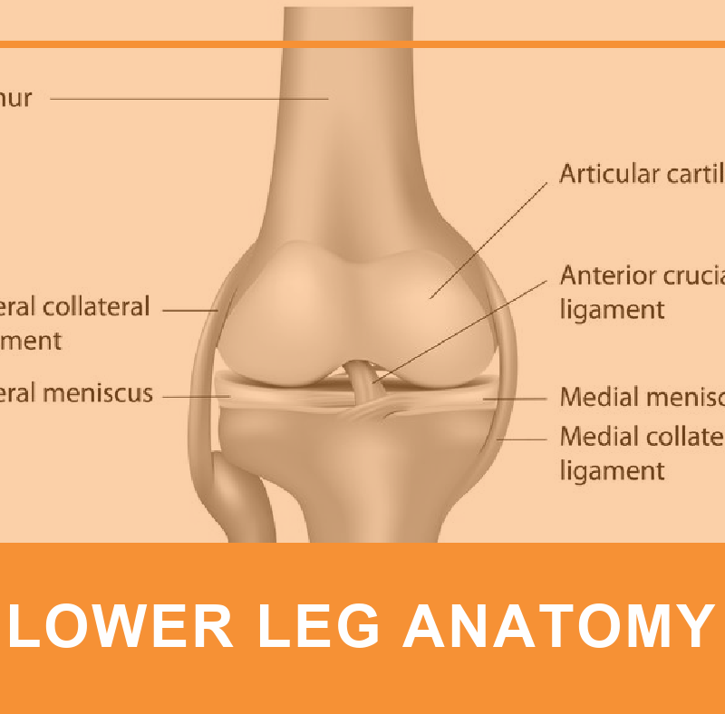Lower Leg Joint Anatomy 2 LOWER LEG ANATOMY2