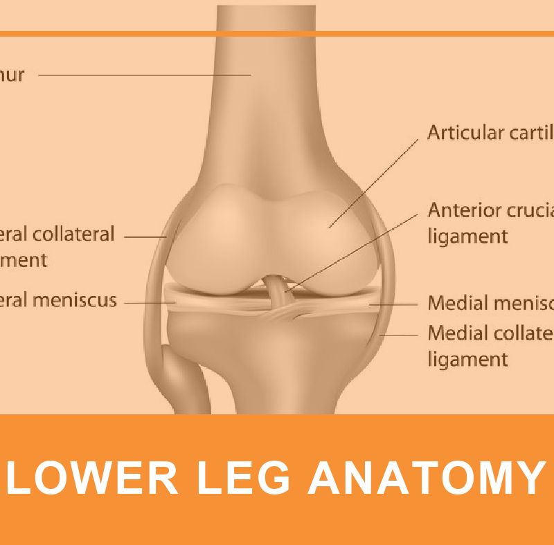 LOWER LEG ANATOMY2