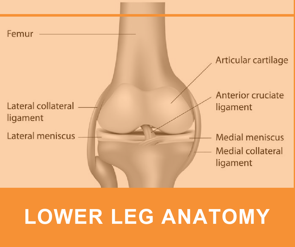 LOWER LEG ANATOMY2