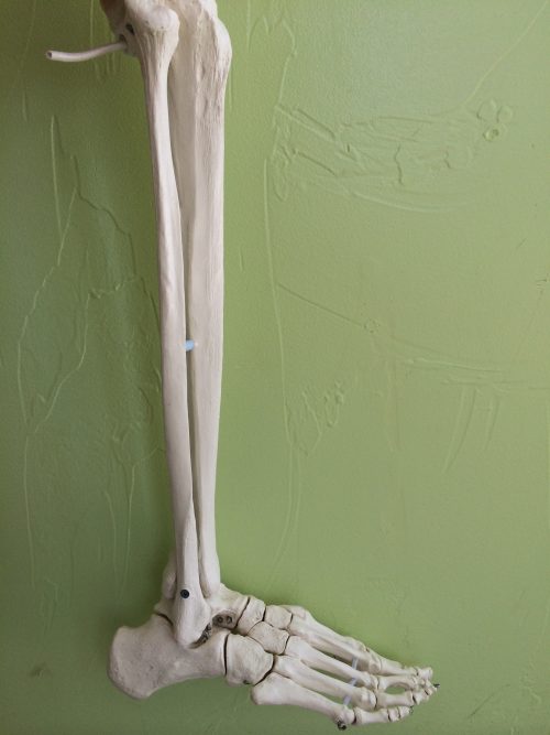 lower leg and ankle bones