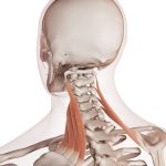 Illustration of Levator Scapulae