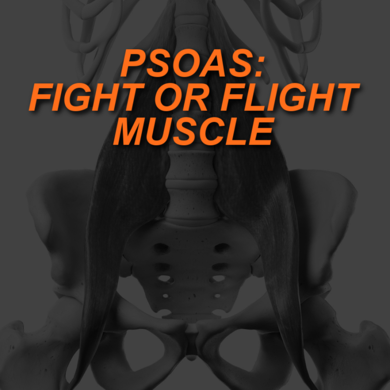 Psoas: The Fight or Flight Muscle 2 PSOAS