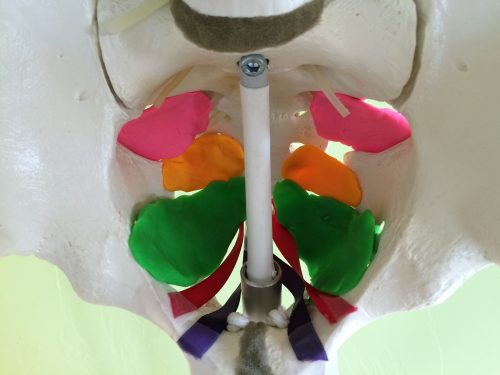 Kegel Exercises are an Important Part of Fitness Programs 2 pelvic floor