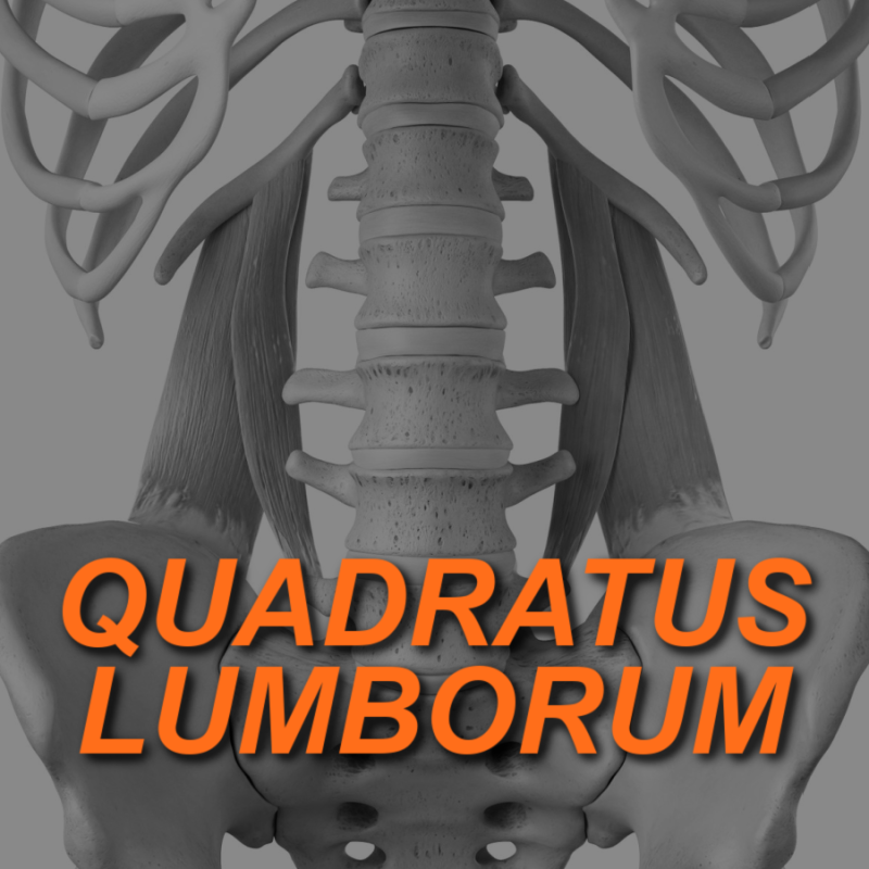 Understanding Quadratus Lumborum 2 QL FEATURED