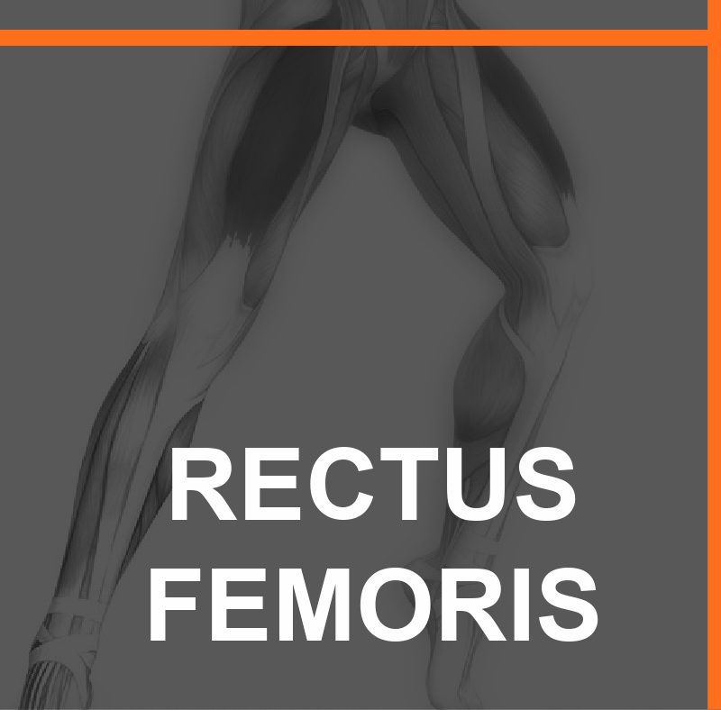 RECTUS FEMORIS