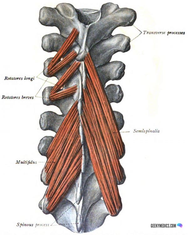 Anatomy Archives - Page 3 of 5