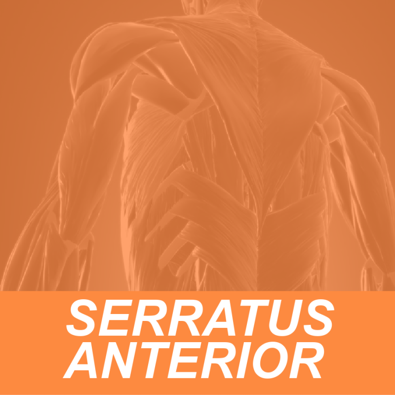 SERRATUS FEATURED