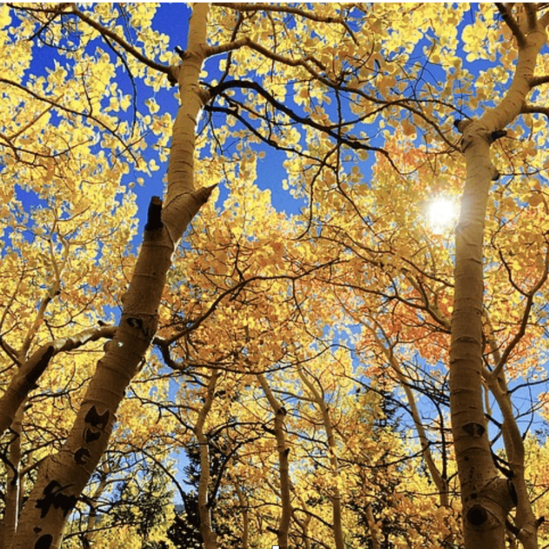 outdoors trees
